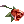 scarlet_rose